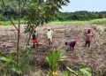 Pangan dari Perbukitan Puay: Kisah Kelompok Tani Waya Menghidupkan Tradisi Padi Ladang