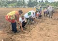 Langkah Nyata Papua Menuju Swasembada: Lahan Tidur Muara Tami Disulap Jadi Kebun Jagung Raksasa