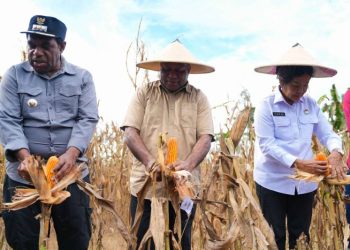 Keerom Jadi Lumbung Jagung, Gubernur Fakhiri Dorong Papua Mandiri Pangan dan Ekonomi