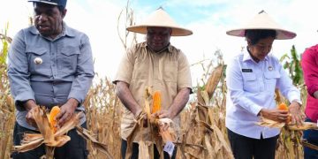 Keerom Jadi Lumbung Jagung, Gubernur Fakhiri Dorong Papua Mandiri Pangan dan Ekonomi