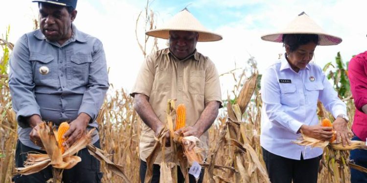 Keerom Jadi Lumbung Jagung, Gubernur Fakhiri Dorong Papua Mandiri Pangan dan Ekonomi